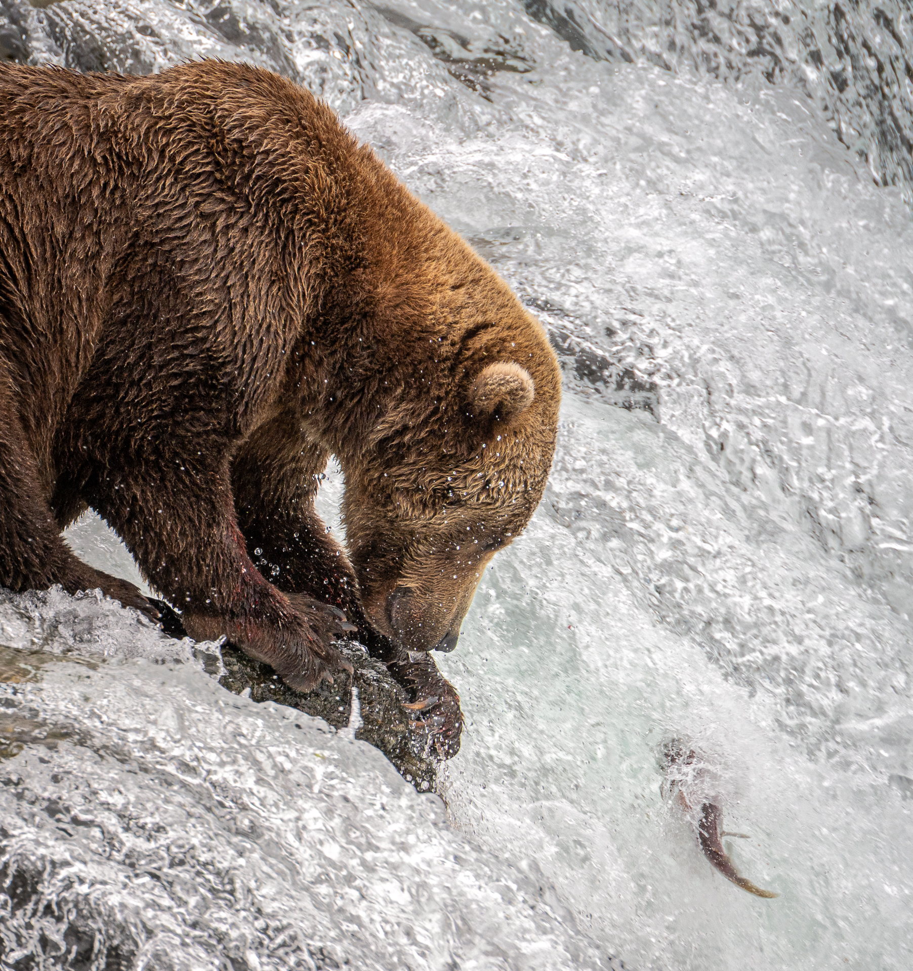 3rd PrizeAssigned Pictorial In Class 2 By Donna Hoyt For A Longing Look OCT-2025.jpg